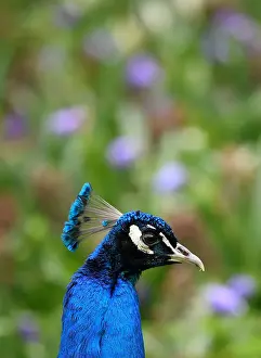 Images Dated 28th April 2018: A peacock walks amongst spring blooms in Holland Park in west London, Britain