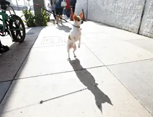Peanut waits for her owner during a job fair at the Southeast LA-Crenshaw WorkSource
