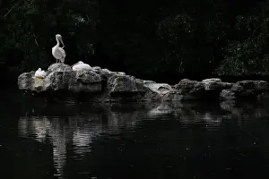 Weather Prints: A pelican preens its feathers in St. Jamess Park during hot weather in London
