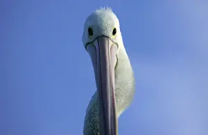 Pelican watches for food scraps that might be dropped from fishermen at the Sydney