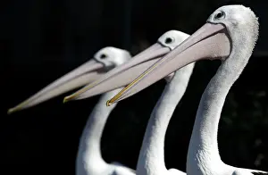 Animal Prints: Three pelicans are seen in their new exhibit during a media call at Taronga Zoo in Sydney