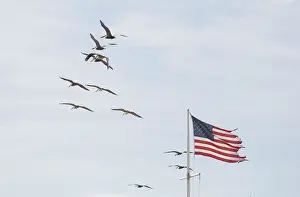: Pelicans and tattered American flag at Surfside Park near Vilando Beach in Florida
