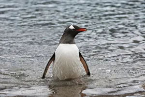 Climatechange Prints: A penguin comes ashore in Neko Harbour, Antarctica