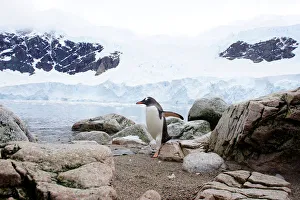 Climatechange Prints: A penguin comes ashore in Neko Harbour, Antarctica