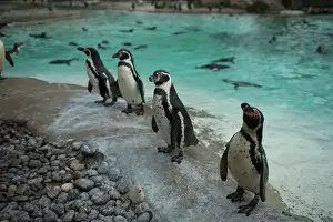 : Penguins look on during the Annual Stocktake at ZSL London Zoo in London