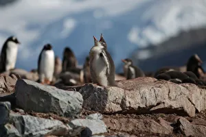 Climatechange Prints: Penguins are seen in Curverville Island, Antarctica