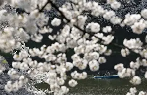 People admire fully-bloomed cherry blossoms at a park in Tokyo