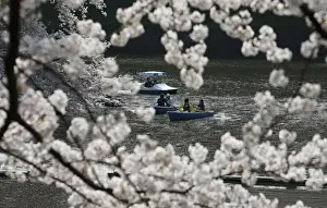 People admire fully-bloomed cherry blossoms at a park in Tokyo