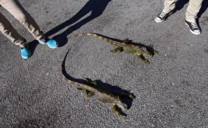 Prints of People observe cold stunned iguanas following extreme cold weather in Lake Worth, Florida, U.S. January 5, 2018. REUTERS/Saul Martinez USA Prints: People observe cold stunned iguanas in Lake Worth