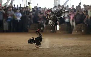 Prints of People watch roosters fight during a celebration for the New Year of the Dai minority in Xishuangbanna, Yunnan province April 13, 2014 China Prints: People watch roosters fight during a celebration for the New Year of the Dai minority