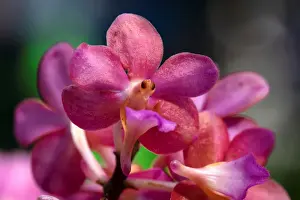 Perreiraara Tony Tan Keng Yam orchids are seen on display during the Peranakan-themed