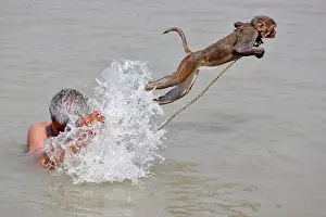 India Prints: Pet monkey, Ramu jumps as his handler bathes in the waters of the Ganges River in Kolkata