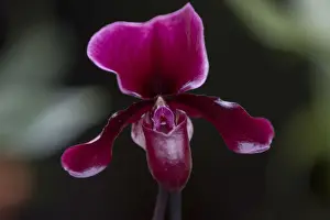A Phaphiopedilum Maudiae Black Jack orchid is displayed during the media launch