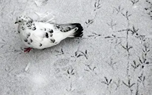 A pigeon leaves trails on snow covered ground outside Russias Siberian city of