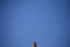 Air Prints: A pigeon sits on a roof top in front of an unusually clear sky in central London