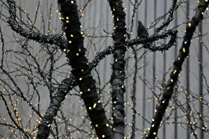 Prints of A pigeon sits in a tree among holiday lights on Sixth Avenue in Manhattan, New York City, U.S. January 8, 2018. REUTERS/Andrew Kelly USA Prints: A pigeon sits in a tree among holiday lights on Sixth Avenue in Manhattan, New York