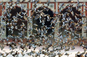 India Prints: Pigeons fly inside complex of Jama Masjid in the old quarters of Delhi, India