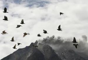 Indonesia Prints: Pigeons fly near Mount Sinabung as it spews ash and hot lava during an eruption near