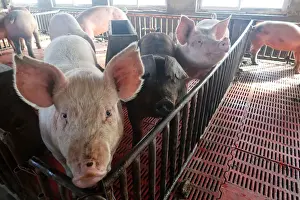 Pig Prints: Pigs are seen on a family farm in Xiaoxinzhuang village, Hebei