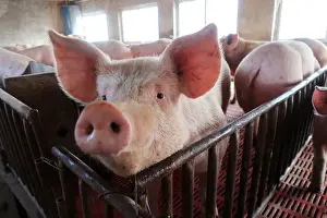 Pig Prints: Pigs are seen on a family farm in Xiaoxinzhuang village, Hebei