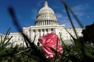 Saudi Prints: A pink carnation flower laid by activists rests on the West Lawn of the U. S