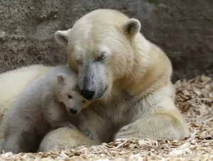 Prints of A polar bear cub plays next to its mother Giovanna outside in their enclosure at Tierpark Hellabrunn in Munich, March 19, 2014 Germany Prints: A polar bear cub plays next to its mother Giovanna outside in their enclosure at Tierpark