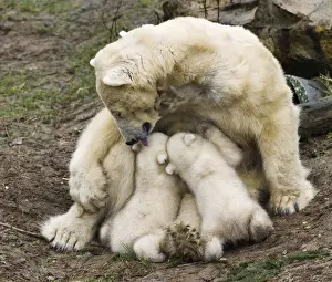 Polar bear Huggies licks her twin cubs while breastfeeding them during their first public