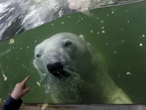 A polar bear swims underwater in its enclosure on a hot summer day at Prague Zoo A polar bear swims underwater in its enclosure on a hot summer day at Prague Zoo