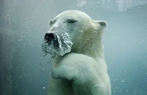 A polar bear swims underwater at the St-Felicien Wildlife Zoo in St-Felicien