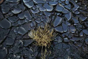 Prints of A polluted area caused by an oil spill is seen at the Evrona desert reserve, near the Red Sea resort city of Eilat December 10, 2014 Israel Prints: A polluted area caused by an oil spill is seen at the Evrona desert reserve