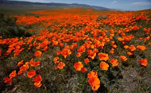 California Prints: Poppies are pictured at the Antelope Valley California Poppy Reserve in Lancaster