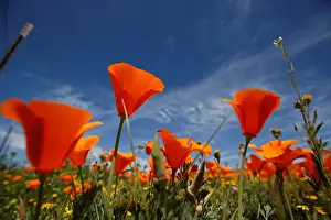 Poppies are pictured at the Antelope Valley California Poppy Reserve in Lancaster