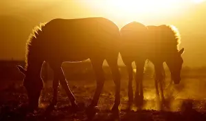 Przewalskis horses graze at the acclimatisation enclosure in the early morning hours