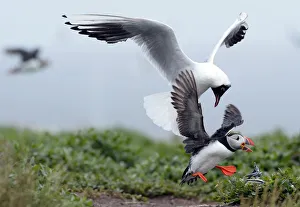 A puffin drops the sand eels it was carrying as it is chased by a gull on the Farne