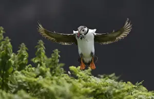 Prints of A Puffin jumps into its burrow with a mouthful of sea eels to feed its chick on Skomer Island, Pembrokeshire in Wales, Britain June 21, 2016. REUTERS/Rebecca Naden Britain Prints: A Puffin jumps into its burrow with a mouthful of sea eels to feed its chick on Skomer