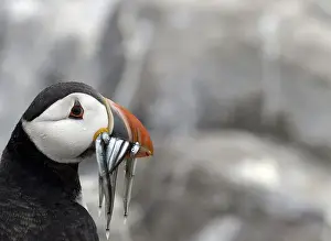 Animal Prints: A puffin is seen on the Farne Islands off the Northumberland coast near Seahouses