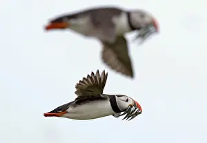 Puffins carry sand eels for their young as they fly above the Farne Islands off