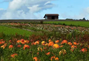 Pumpkins are pictured in a field on an autumn morning near Oulens