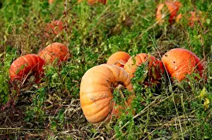 Swiss Prints: Pumpkins are pictured in a field on an autumn morning near Oulens