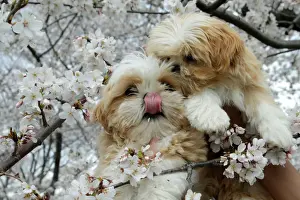 Puppies are seen holding for photo with the cherry blossom flowers blooming near