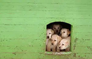 Puppies sit in kennel at a frontier guards cynology centre near the town of Smorgon