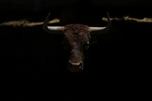 Rabanero, from Miura cattle ranch, rests in the corral during the San Fermin festival
