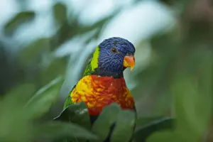 A rainbow Lorikeet is seen in its enclosure at the Biblical Zoo in Jerusalem