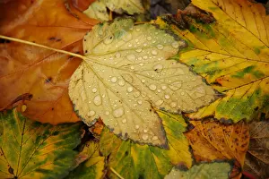 Weather Prints: Raindrops collect on fallen leaves on an autumnal day in central London
