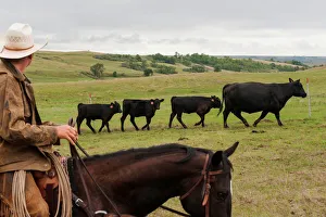 Ranchers sort cattle for early weaning in Beulah
