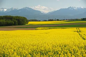 rapeseed field pictured mont blanc mountain near cossonay