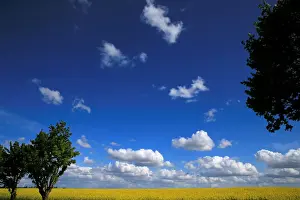 Prints of A rapeseed field is seen in Avesnes-les-Aubert near Cambrai, France April 26, 2018. REUTERS/Pascal Rossignol Global Prints: A rapeseed field is seen in Avesnes-les-Aubert near Cambrai