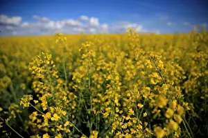 Agriculture Prints: A rapeseed field is seen in Avesnes-les-Aubert near Cambrai