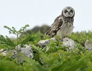 A rare short eared owl sits on a wall in daylight on the island of Skomer, Pembrokeshire