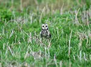 Nature Prints: A rare short-eared owl stands in the grass in daylight on the island of Skomer
